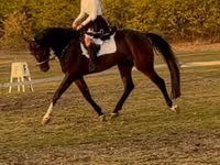 Horse (M), Hanoverian — photo 1