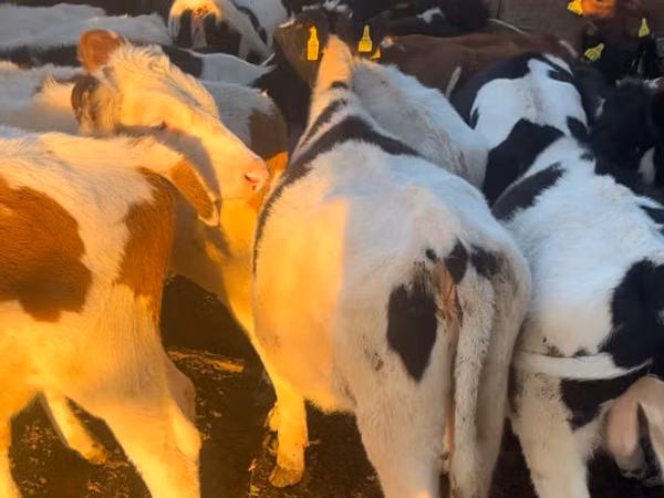 公牛, Russian Black pied cattle