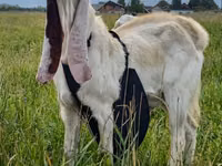 बकरा, Gulabi goats — फ़ोटो 2