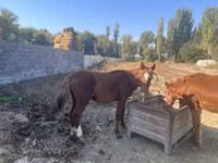 Faras, Horses — sawirka 4