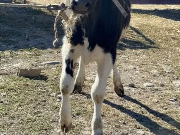 गाय, गोलस्टीन नस्ल