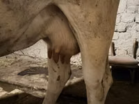 بقرة, Ukrainian Brown Dairy Cattle — الصورة 5