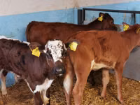 Bull, Cattle — photo 7