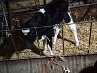 Vaca, Russian Black pied cattle — foto 2