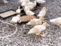 美国北京鸭 — 照片 4