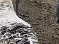 ब्रॉड ब्रेस्टेड व्हाइट — फ़ोटो 1