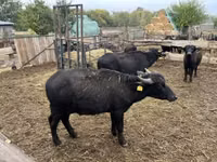 Toro, Búfalo — foto 2