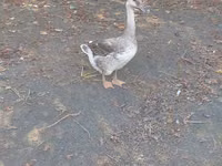 Geese — الصورة 3