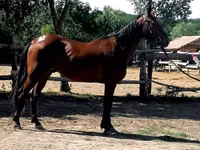 Faras, Horses — sawirka 3