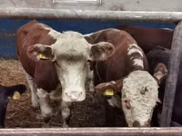 Cattle (batch, sex not specified), Hereford — photo 3