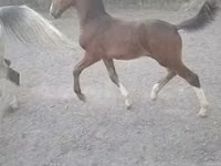 Faras, Dutch warmblood horse — sawirka 2
