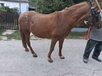 母马, Horses — 照片 7