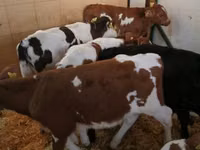 Ng'ombe (kikundi, jinsia haijatajwa), Simmental cattle — picha 8