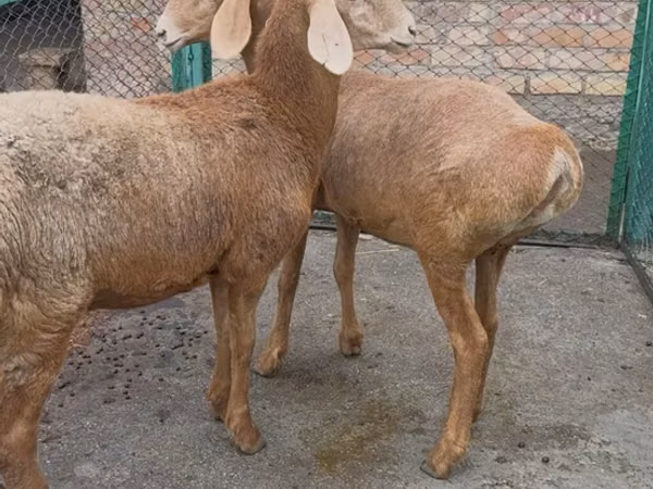Sheep, Arashan sheep