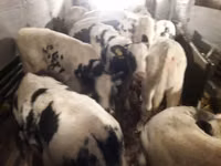 Lo’ (xirmo, jins lama sheegin), Russian Black pied cattle — sawirka 7