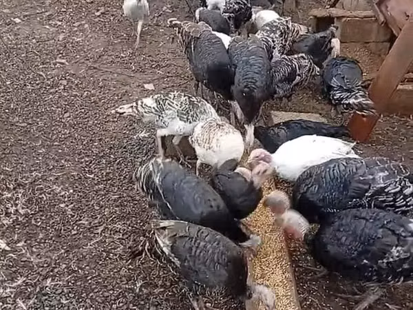 Turkeys
