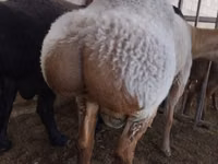 Carnero, Rambouillet sheep — foto 3