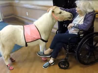 Faras dhaddig, Miniature horse — sawirka 4