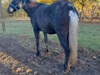 Faras dhaddig, Mule — sawirka 5