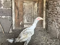Chickens — الصورة 4
