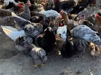 Chickens — sawirka 1