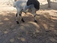 मेढ़ा, भेड़ — फ़ोटो 6