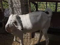 Mbuzi jike, Beetal goats — picha 2