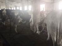 Cow, Holstein breed — photo 2