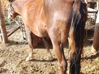 فرس, French Trotter — الصورة 7