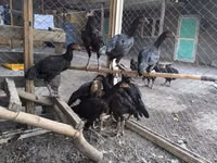 Chickens — फ़ोटो 3