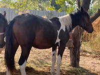 Yegua, Caballos — foto 3