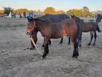 घोड़ा, Friesian — फ़ोटो 2