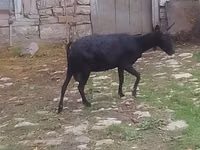 母山羊, Goats — 照片 4