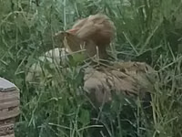 苏丹 — 照片 2
