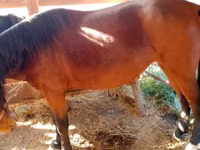 فرس, French Trotter — الصورة 3