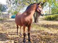 公马, Nonius horse — 照片 7