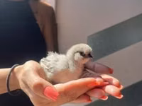 Silkie — picha 5