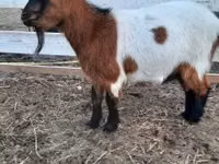 Goat, Nigerian dwarf goats — photo 2