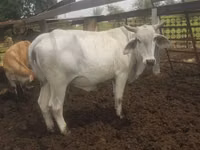 Cow, Brahman — photo 1