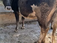 Kuh, Alatau-Rasse — Foto 1