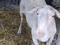 Ram, Assaf sheep — photo 3