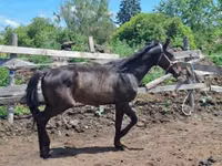 公马, Hungarian horse breed — 照片 6