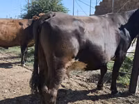 Cow, Russian Black pied cattle — photo 2