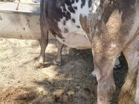 Cow, Alatau breed — photo 1
