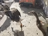 إنديان رانر — الصورة 3