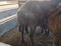 母羊, Arabi sheep — 照片 3