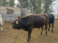 Toro, Russian Black pied cattle — foto 4