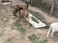 Cabra, Alpine goat — foto 1
