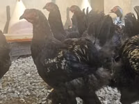 Brahma — photo 2