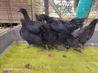 Ayam Cemani — Foto 3